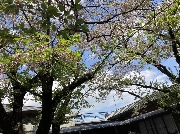 新緑ランチ